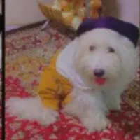 سگ پاکوتاه خانگی