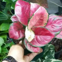 نیکولای.کروتون.نانوک