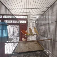 قناری ردفکتور