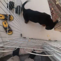 سگ ریتوایر نر اصل نژاد اروپایی۶۰