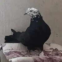 کبوتر سیاه کله سفید