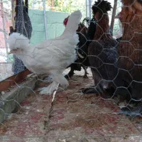 گلین و سلطان (جوجه و مرغ و خروس)