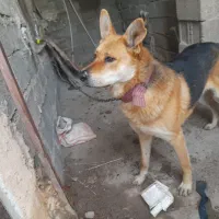 محل سگ برای نگهداری دارم