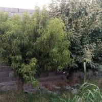 باغ انتهای ابوترابی