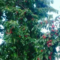 باغ گیلاس