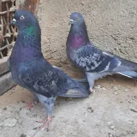 کفتر پرشی