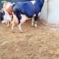 گاو مونت بلیارت شیر بالا اصیل ۴۰کیلویی