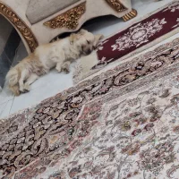 سگ اشپیتز|سگ|بروجرد, |دیوار