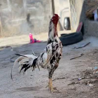 خروس لاری