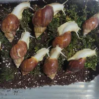 حلزون اچاتینا