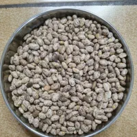 لوبیا چیتی (ارتشی)