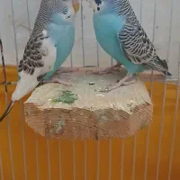 جفت مرغ عشق