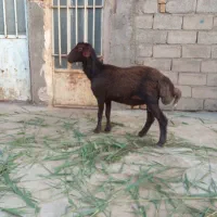 بره قوچ هترو قزل