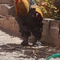 تخم مرغ نطفه دار برهما