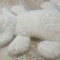 عروسک بزرگ
