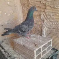 کبوتر گرفتنی