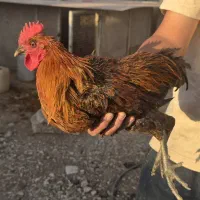 ۲ عدد خروس جوان ۶ ماهه