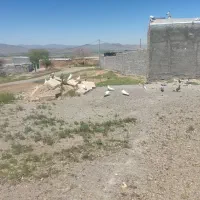 کفتر کبوتر
