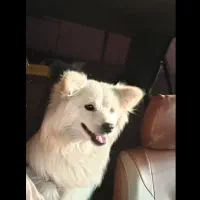 پامر روباهی ماده