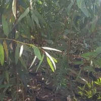 نهالستان باغداران جنوب