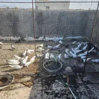 فروش کبوتر یک جا