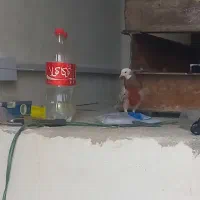 هما سرور ماده