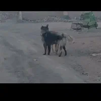 سگ سراب زات قدیم