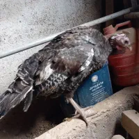 بوقلمون ماده