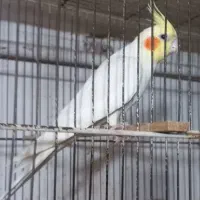 لوتینو نر  رام