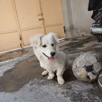 سگ بامزه