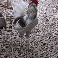 خروس ۴۰ تاج طوسی گلین