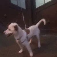 سگ پاکوتاه