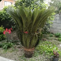 سیکاس|گل و گیاه طبیعی|چالوس, |دیوار