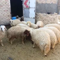بره نر سفید