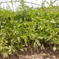 نشا گوجه