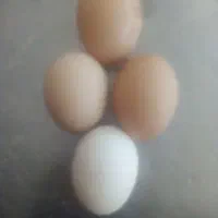 تخم مرغ نطفه دار برهما