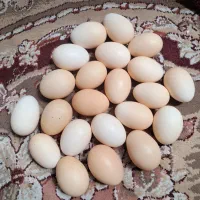 تخم مرغ تازه محلی دونه ای 18 هزار