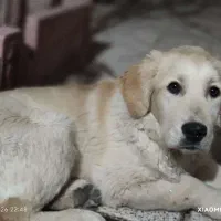 واگذاری مجانی سگ گلدن رتیور