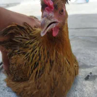 مرغ تخم گذار