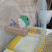 یک جفت مرغ عشق نر و ماده
