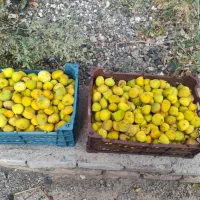 انجیرر زرد شیرین