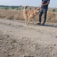 سرابی ذات قدیم