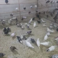 کفتر پرشی ضمانتی