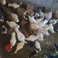 فروش اردک خارجی و غاز لیندا