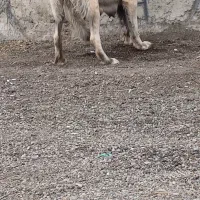 واگذاری‌ ماده‌ پله