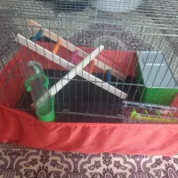 قفس پرنده