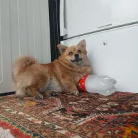 گمشده مژدگانی ۱۰ملیون