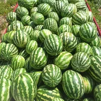 بارفروشی و حق العمل کاری هندوانه وسیب زمینی ....