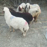 مسیر اهواز اندیمشک،هفت تپه،منازل سازمانی 24دستگاه