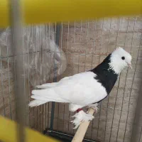 کبوتر طوقی